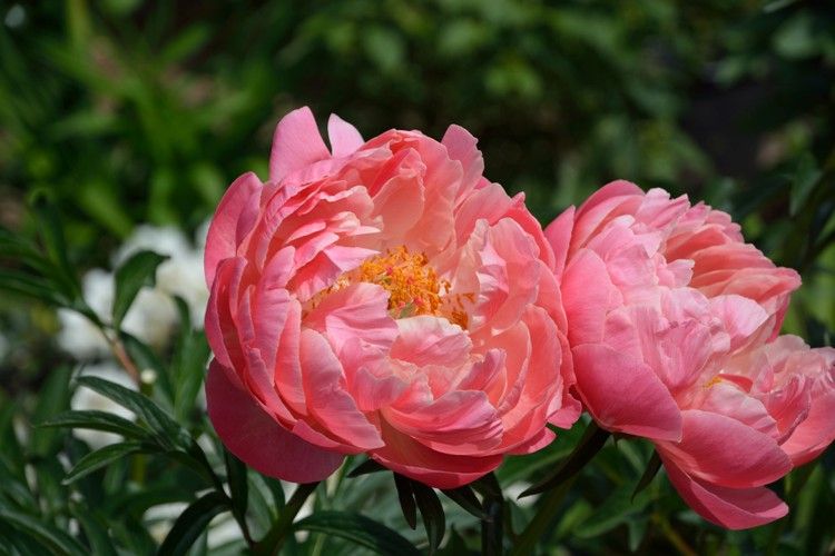 Peonia Erbacea, Paeonia lactiflora &#39; Coral Sunset &#39; - vaso 13 cm quadrato
