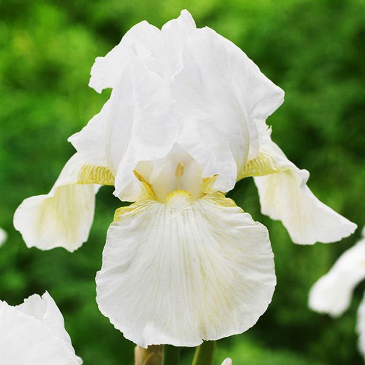 Iris Germanica &#39; I do &quot; - vaso Ø13 cm quadrato alto