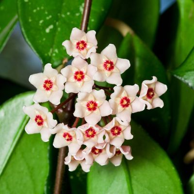 HOYA
