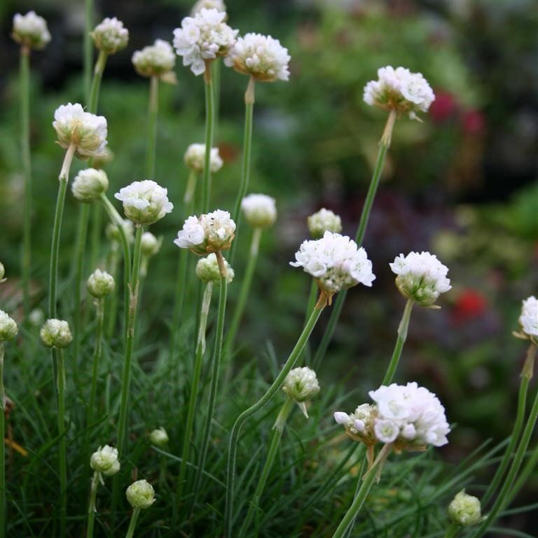 Armeria maritima &#39; Abbey white&#39; , Spigolino marittimo - vaso Ø13 cm