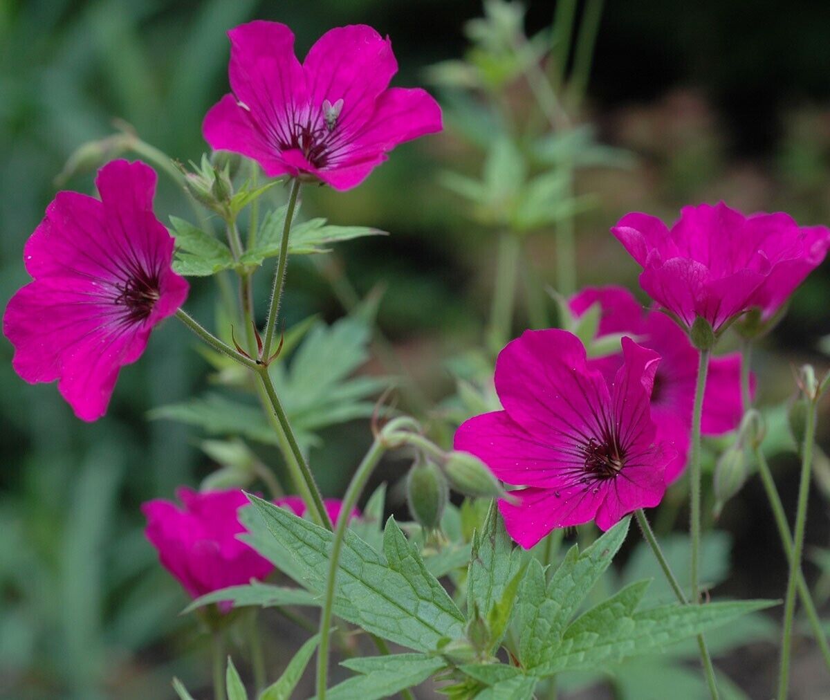 Geranium &#39; Red Admiral &#39; , Geranio perenne - vaso 12 cm quadro
