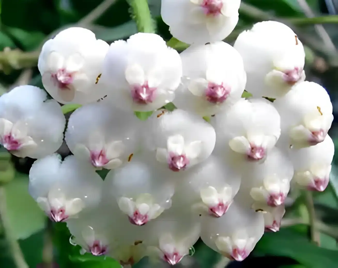 Hoya rotundiflora, Fiore di cera - vaso Ø10,5 cm