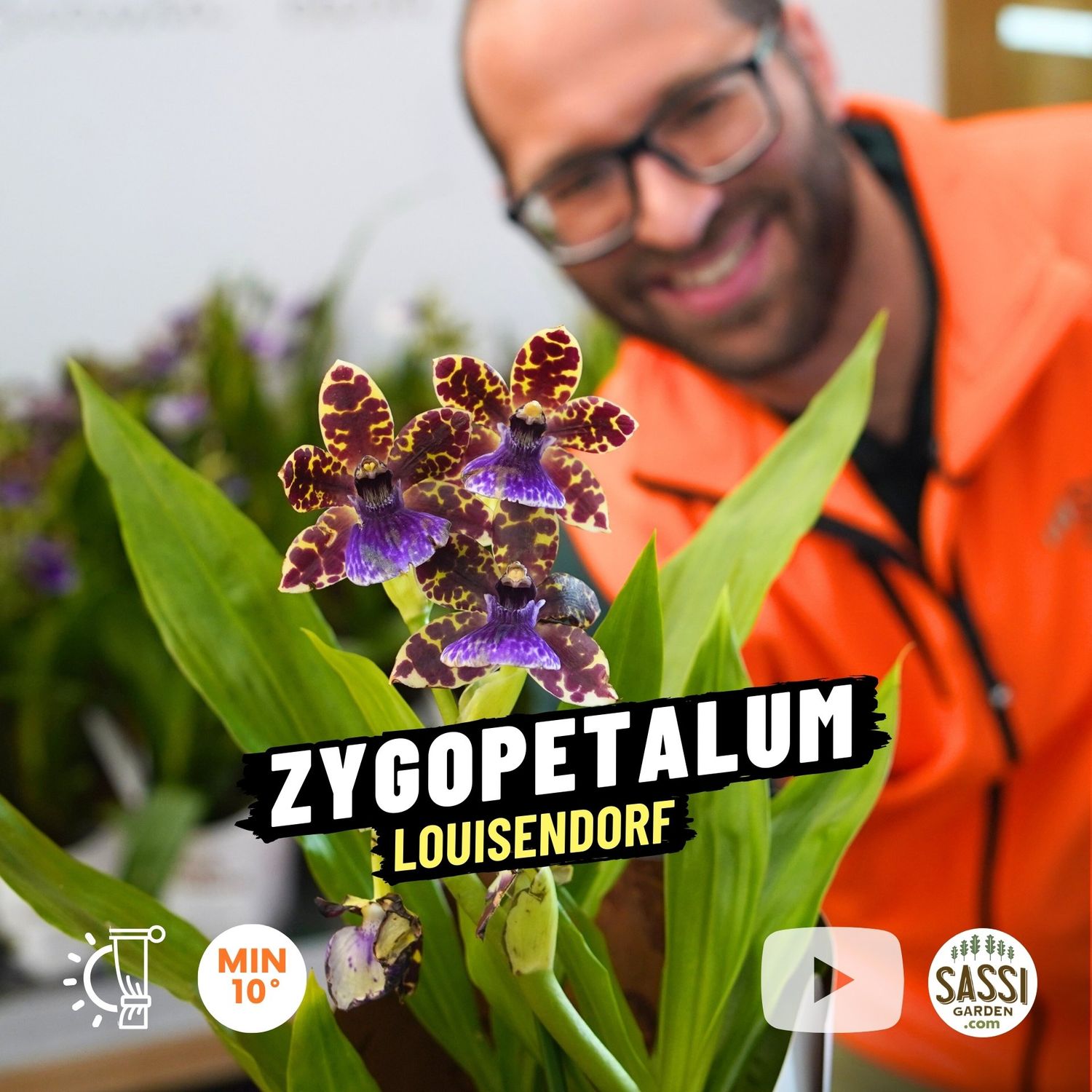 Orchidea Zigopetalo, Zygopetalum &#39;Louisendorf&#39; - vaso Ø12 cm