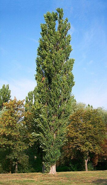 Populus nigra - Pioppo nero - alveolo forestale