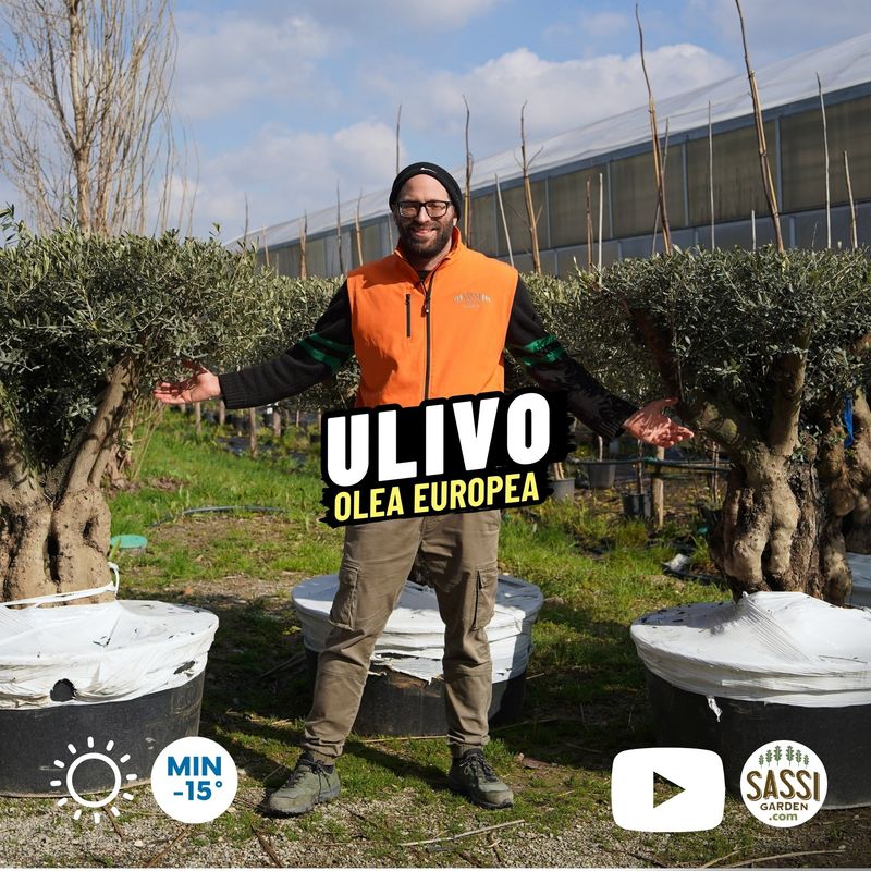Ulivo secolare Tortuga, Olivo, Olea europaea - vaso 240 litri Olivo Arbequina