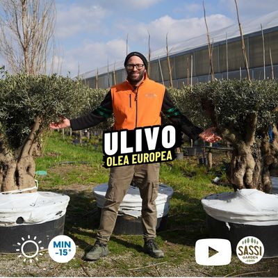 Ulivo secolare Tortuga, Olivo, Olea europaea - vaso 240 litri Olivo Arbequina