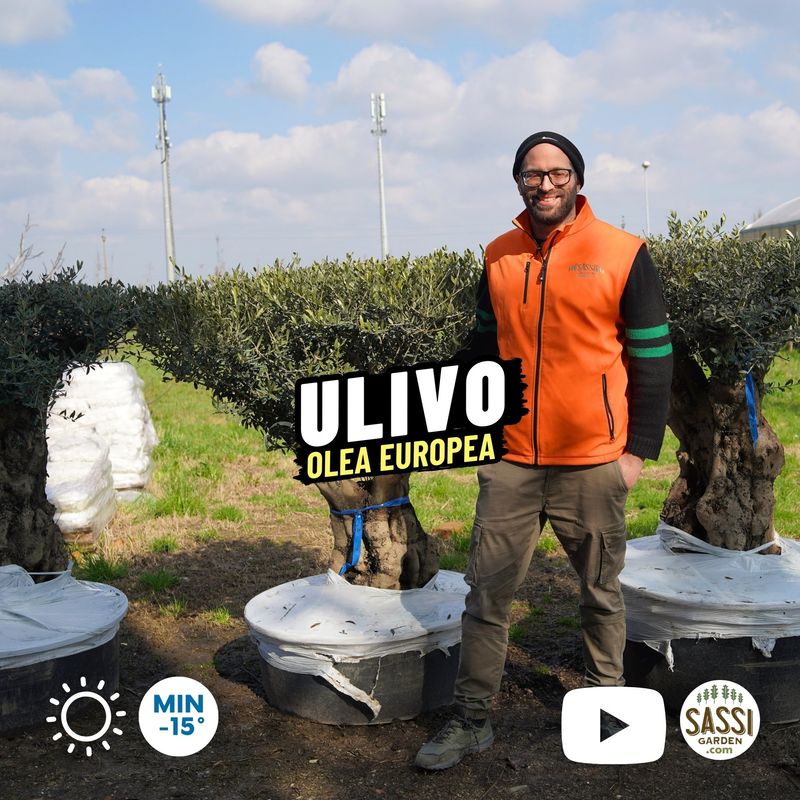 Ulivo secolare Tortuga, Olivo, Olea europaea - vaso 150 litri Ulivo Arbequina