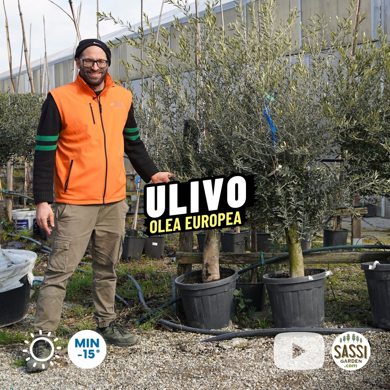 Ulivo, Olivo Esemplare, Olea europaea, circonferenza 20-25 cm - vaso 45 litri - Olivo ‘ Arbequina ’