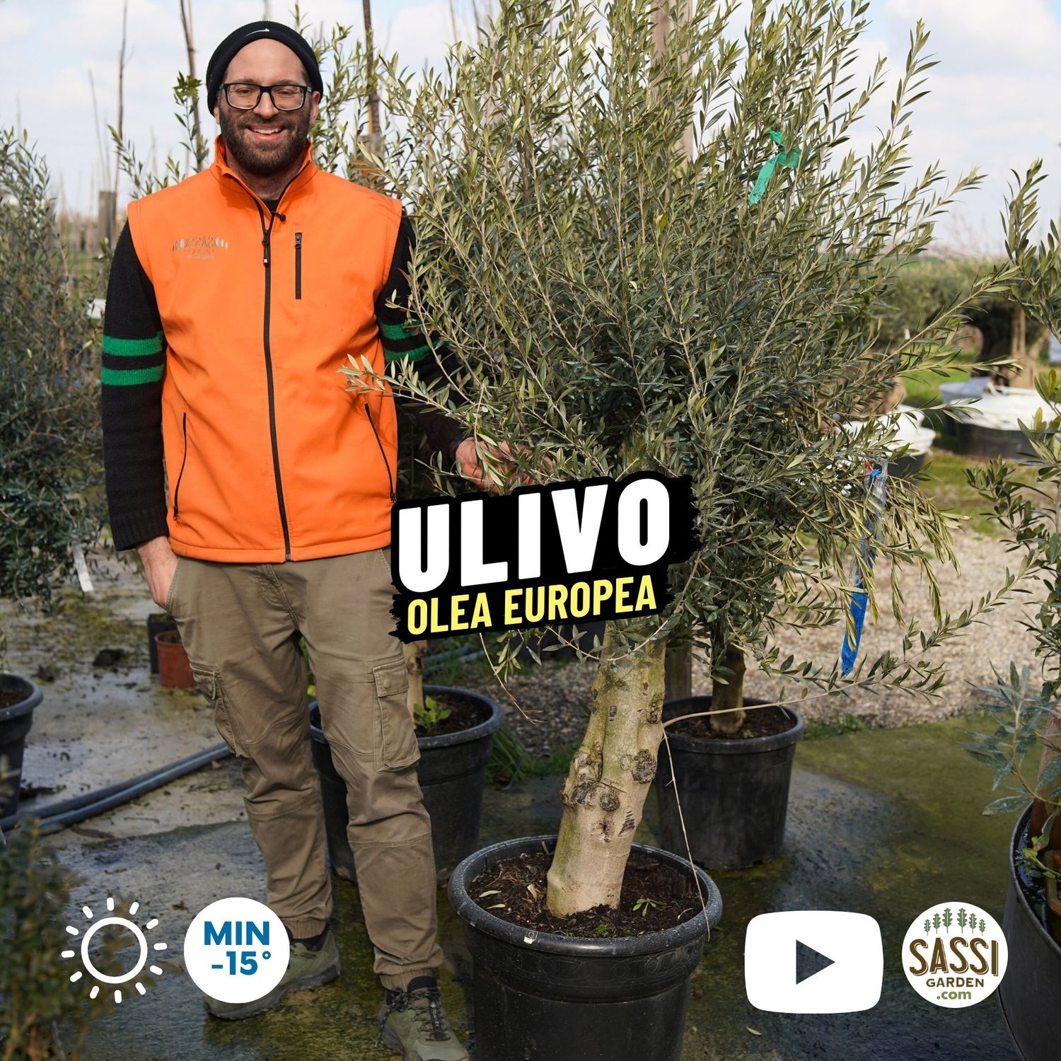 Ulivo, Olivo Esemplare, Olea europaea, circonferenza 25-30 cm - vaso 55 litri Ulivo Arbequina