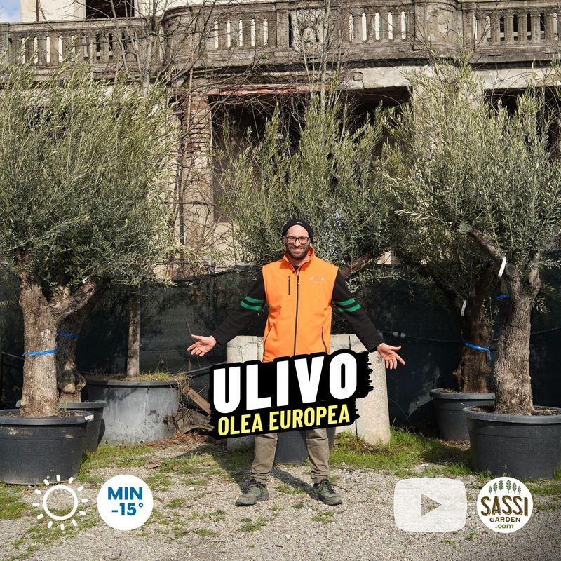 Ulivo Secolare, Olivo, Olea europaea, ramificato 170 lt  Ulivo Arbequina