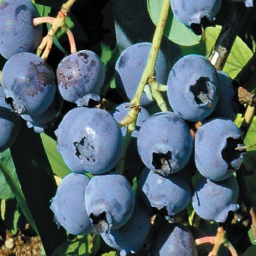 Mirtillo gigante americano  ‘ Duke ’ - Vaccinium corymbosum ‘Duke’  Mirtillo Precoce - vaso 19