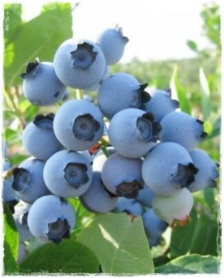 Mirtillo gigante americano  ‘ Patriot ’ - Vaccinium corymbosum ‘Patriot’  Mirtillo Precoce - vaso 19