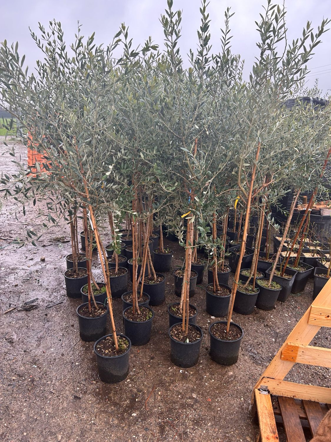 Ulivo Leccino, Olivo, Olea europaea var. Leccino - vaso Ø22 cm