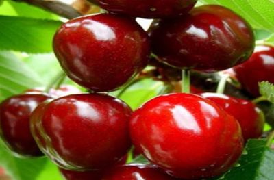 Ciliegio Durone di Cesena, Durone Romagnolo, Prunus avium &#39;Durone di Cesena&#39;  - vaso Ø24 cm