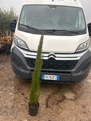 Cupressus sempervirens &#39;Gracilis&#39; , Cipresso Toscano snello, Cipresso sempreverde colonnare - vaso Ø18 cm