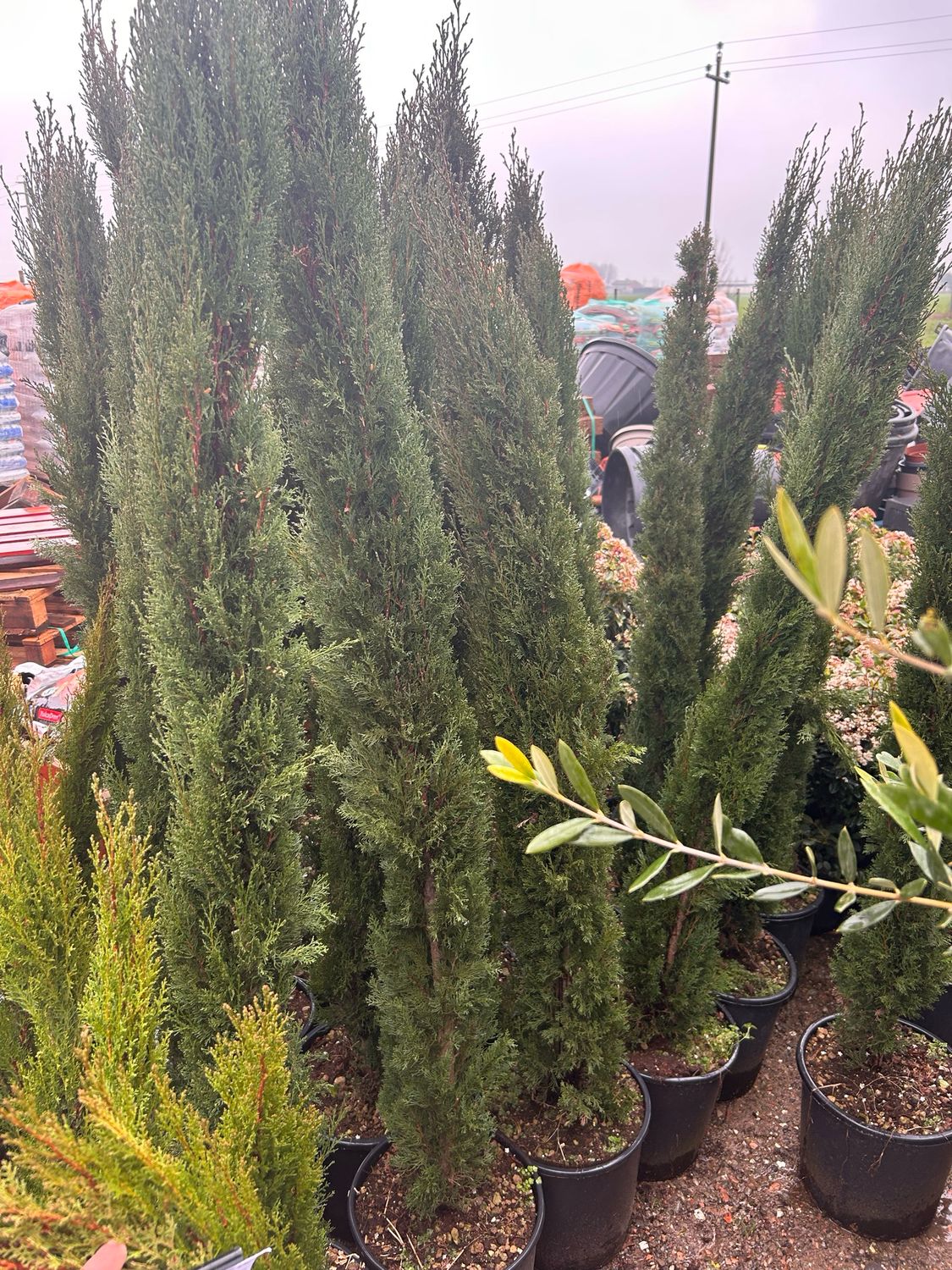 Cupressus Sempervirens, Cipresso Toscano, var. Totem - vaso Ø 30 cm, H 180 cm