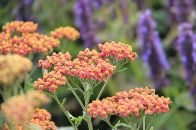 Achillea millefolium &#39;Safran&#39;, Achillea Millefoglio - vaso Ø18 cm