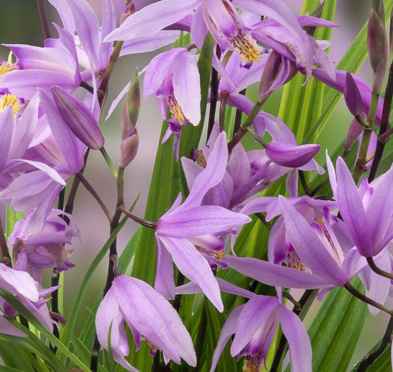 Bletilla striata &#39;Penway Paris&#39; , Orchidea da esterno - vaso Ø18 cm