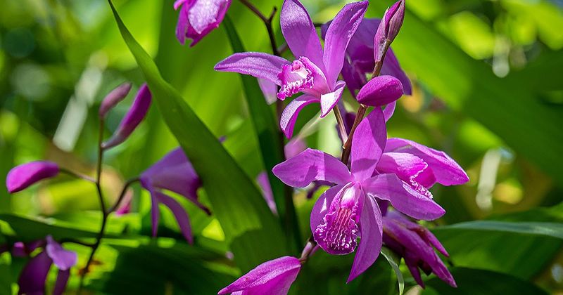 Bletilla 'Shir Ran', Bletilla Shiran, Orchidea terrestre, da esterno - vaso Ø9 cm