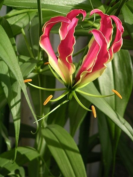 Gloriosa rothschildiana - Giglio rampicante - vaso 21 cm