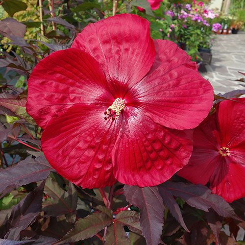 Ibisco Palustre, Hibiscus moscheutos &#39; Carousel Geant red &#39; - vaso Ø21 cm