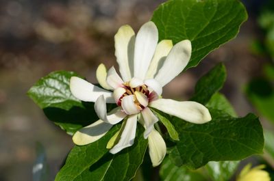 Calicanto estivo bianco , Calycanthus &#39;Venus&#39; - vaso Ø24 cm