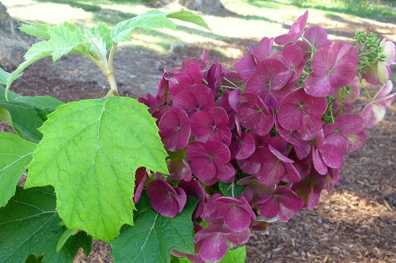 Hydrangea quercifolia &#39;Amethyst&#39; , Ortensia quercifolia - vaso Ø24 cm