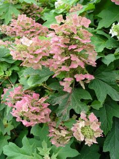 Hydrangea quercifolia &#39; Jetstream &#39; , Ortensia quercifolia - vaso Ø24 cm