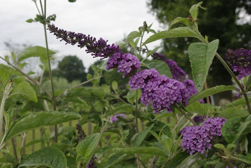 Buddleja davidii &#39; Lavender &#39;, Albero delle farfalle - vaso Ø18 cm