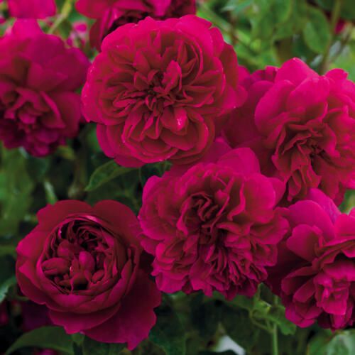 Rosa Rose - Rampicanti - Rosa &#39; Thomas à Becket &#39;- David Austin - Vaso 20 3 canne