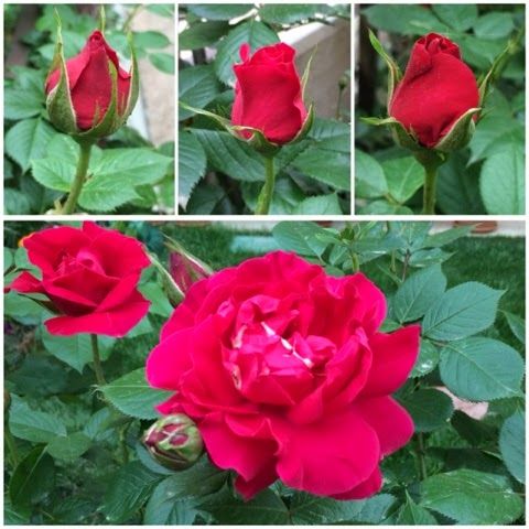 Rosa Rose - Rampicanti - Rosa ' Cassandre '- Meilland - Vaso Ø20 cm