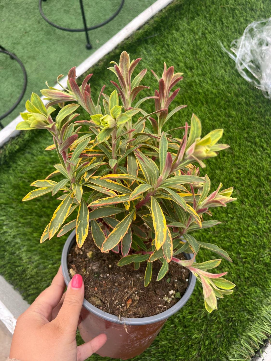 Euphorbia Amygdaloides &#39;Ascott Rainbow&#39; - vaso Ø18 cm
