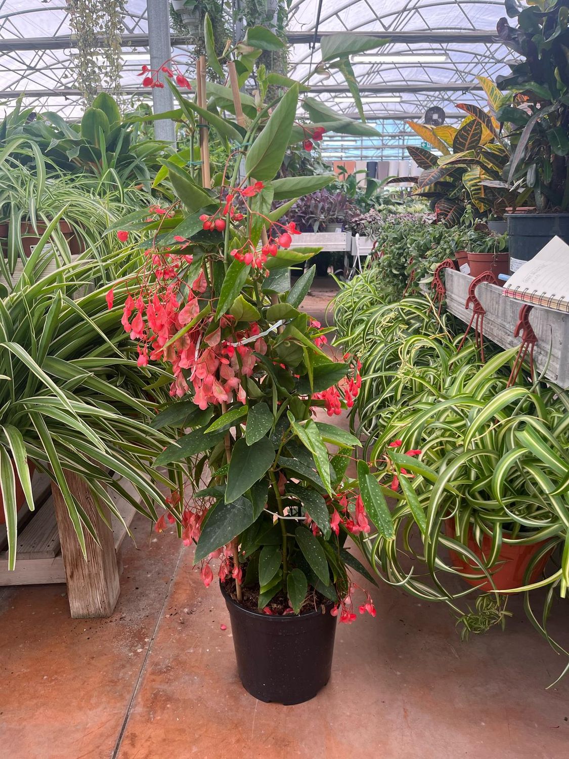 Begonia Corallina Tamaya - vaso Ø24 cm
