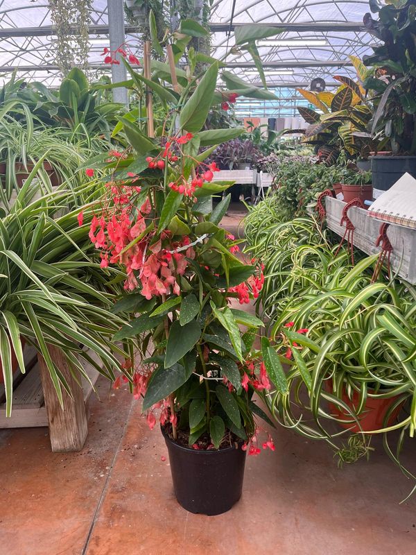 Begonia Corallina Tamaya - vaso Ø24 cm