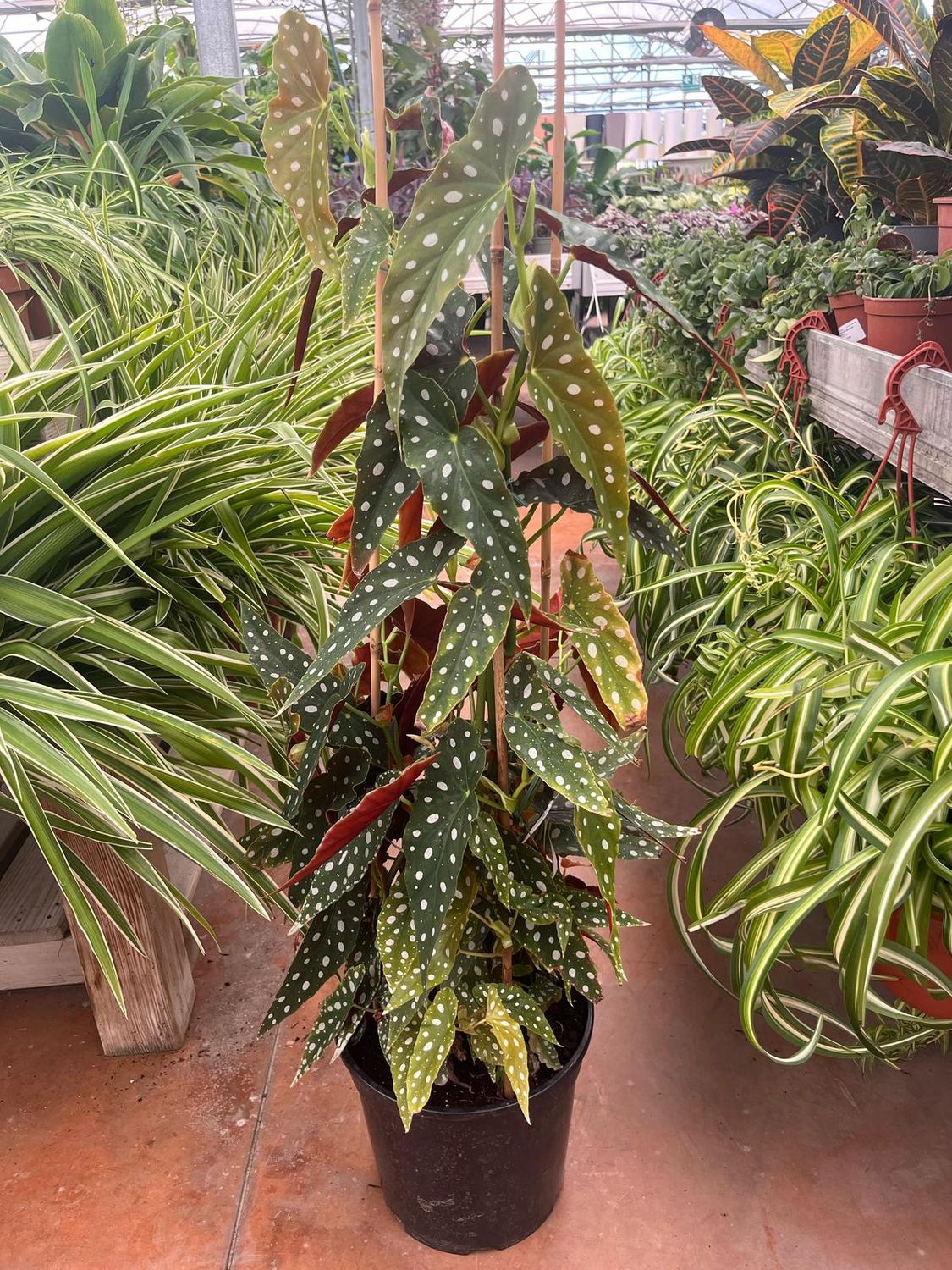 Begonia Maculata Silverspot, Begonia maculata &#39;Wightii&#39; - vaso Ø24 cm