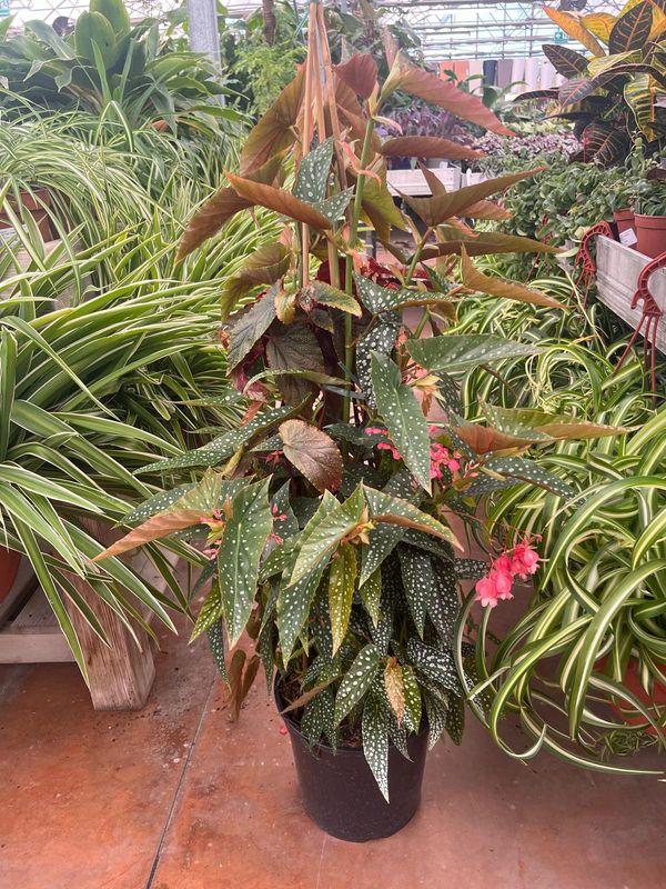 Begonia corallina &#39;Snow Capped&#39; - vaso Ø24 cm