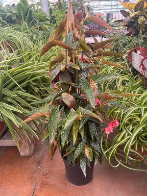 Begonia corallina &#39;Snow Capped&#39; - vaso Ø24 cm