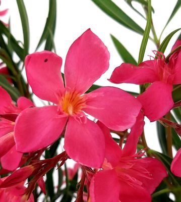 Nerium Oleander Margarita, Oleandro (fiore fucsia semplice) - vaso Ø24 cm