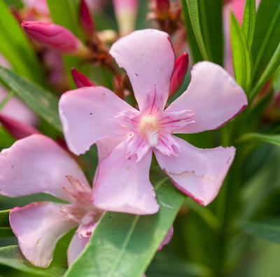 Nerium Oleander Magaly, Oleandro ad alberetto (fiore rosa semplice) - vaso Ø28 cm