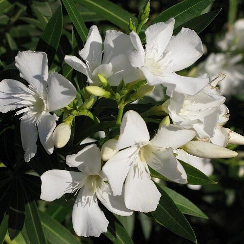 Nerium Oleander Soeur Agnes, Oleandro ad alberetto (fiore bianco semplice) - vaso Ø28 cm