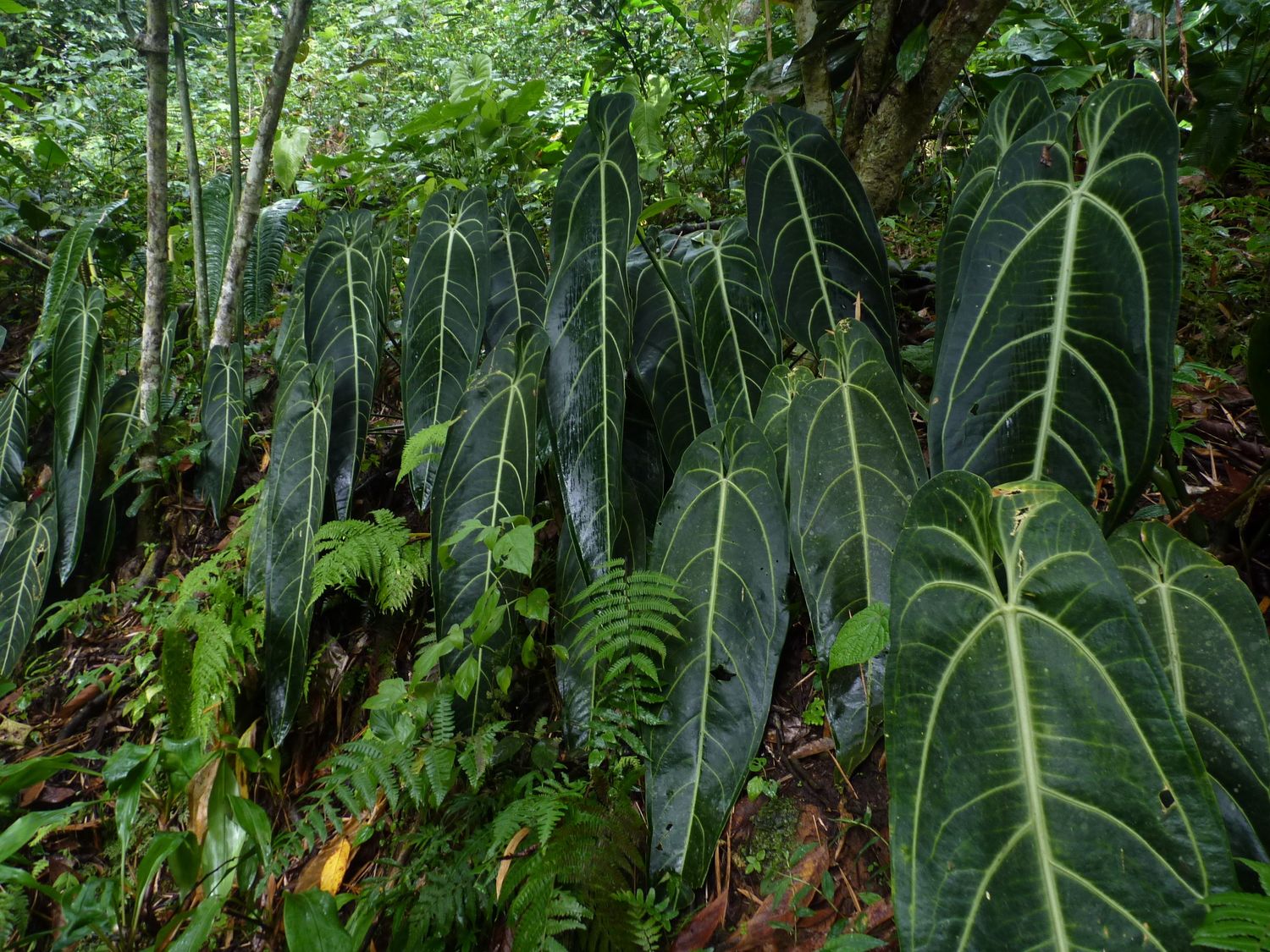 Anthurium warocqueanum, Anthurium Regale - vaso Ø6 cm