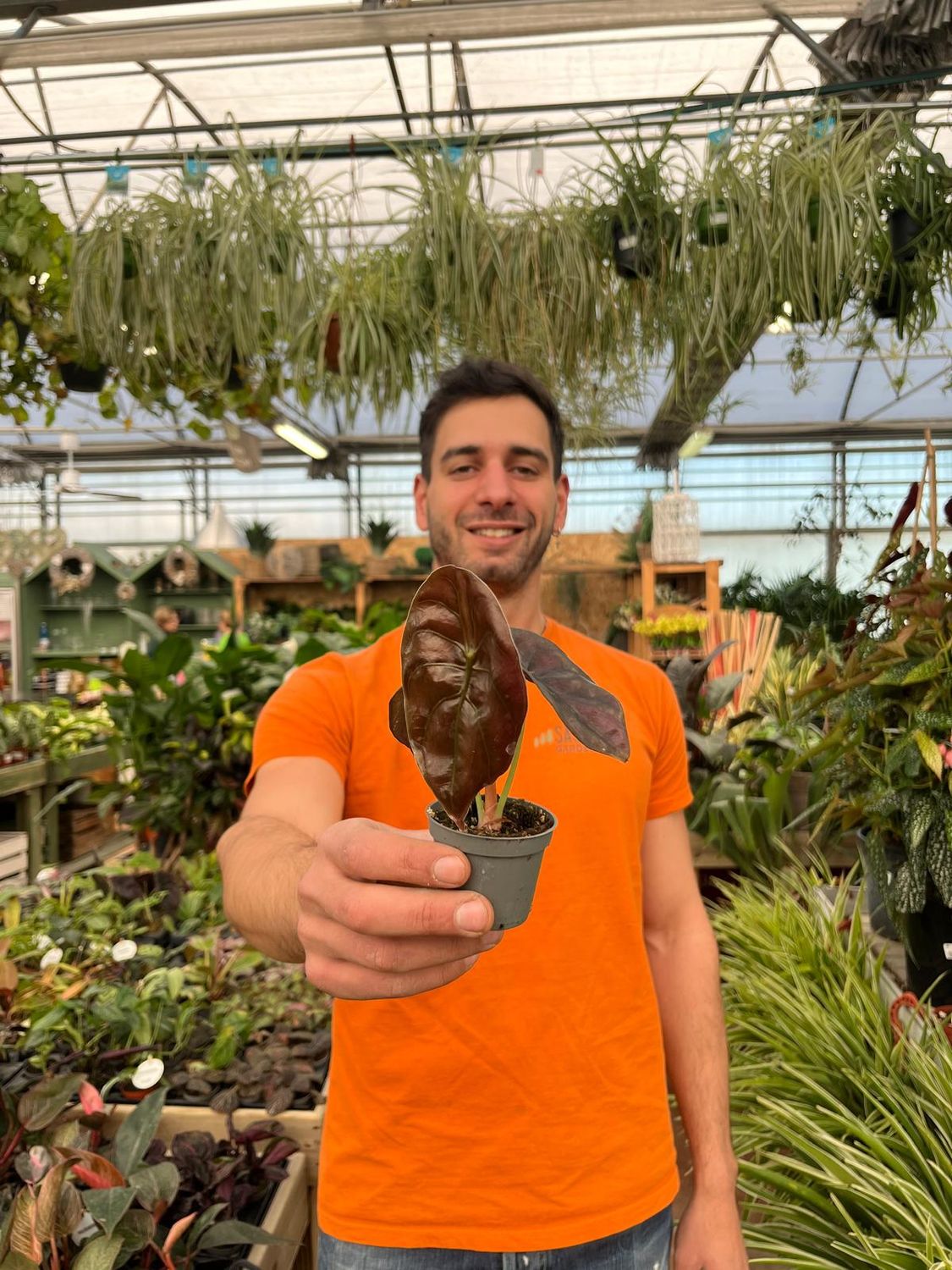 Alocasia cuprea &#39;Red&#39;, Alocasia metallica - vaso Ø6 cm