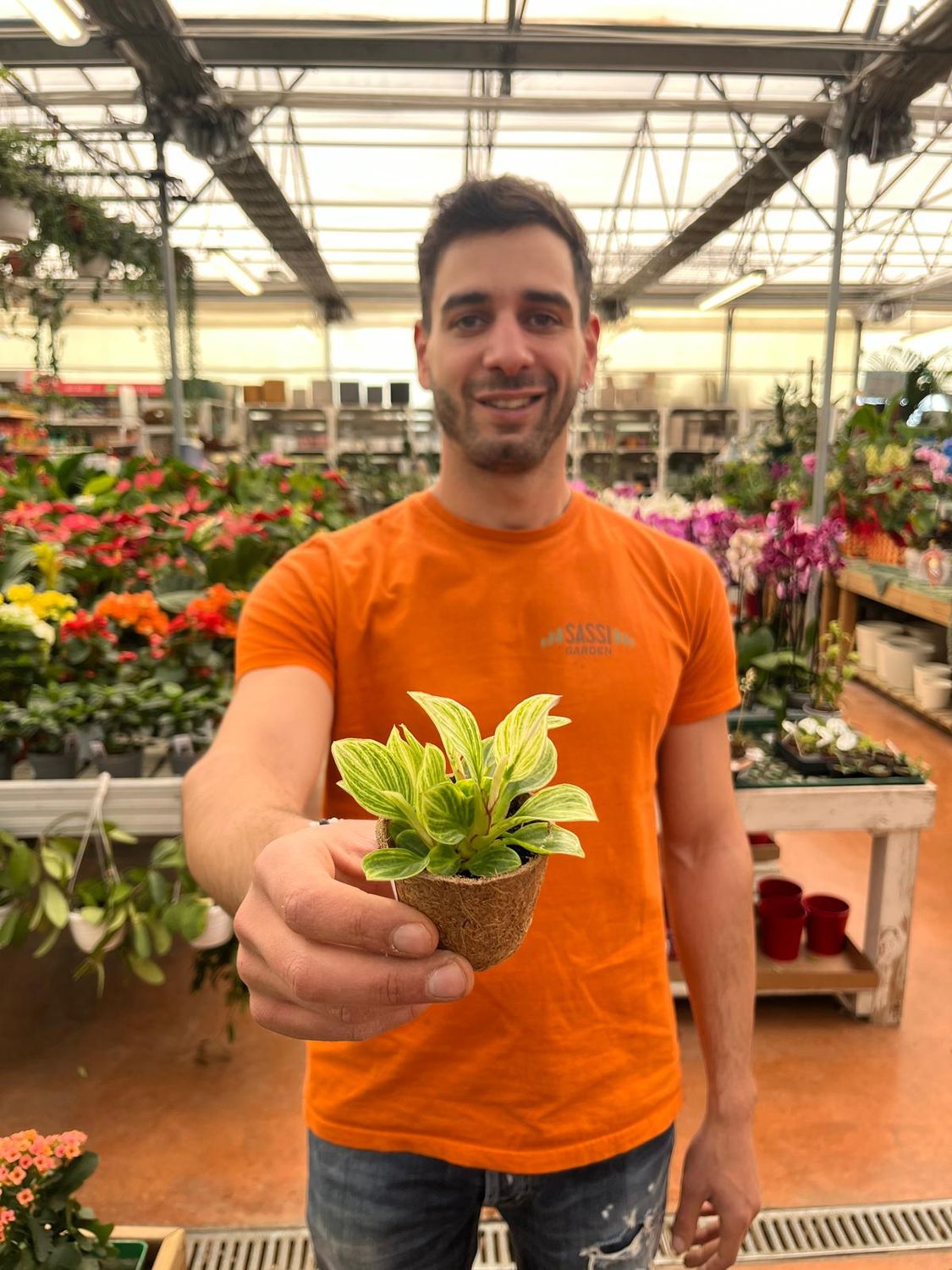 Philodendron &#39;Peridot&#39; , Filodendro - vaso Ø6 cm