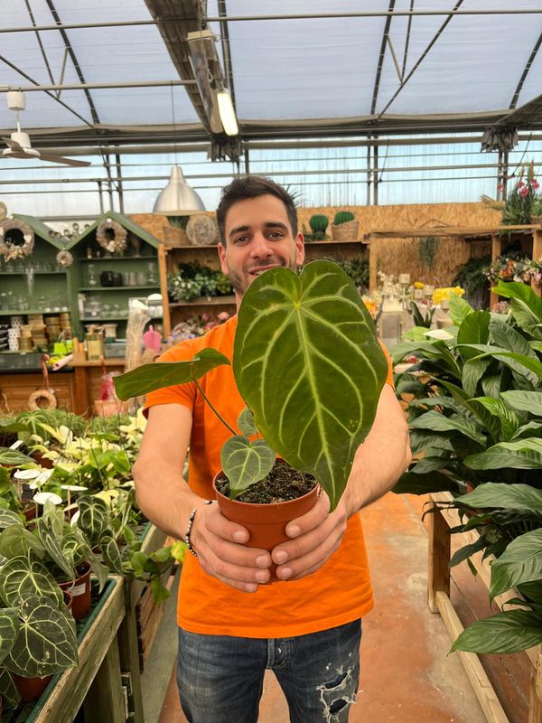 Anthurium Magnificum - Anthurium Gigante - vaso Ø12 cm