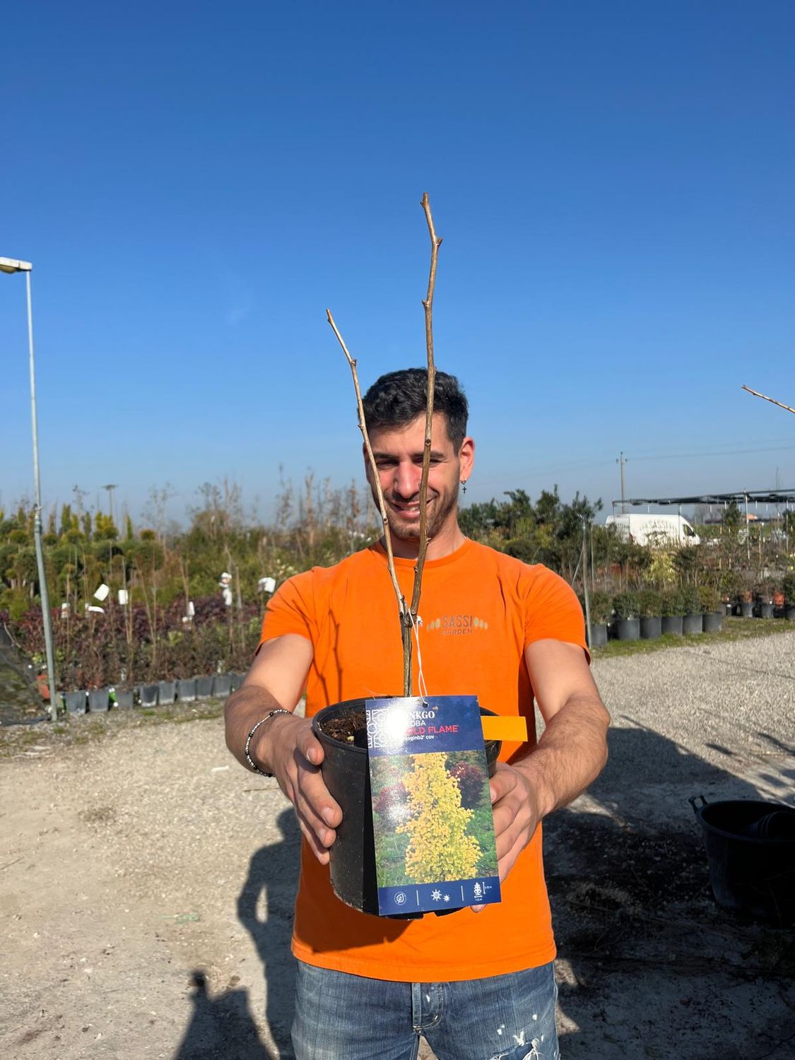 Ginkgo biloba &#39;Gold Flame&#39; - vaso Ø18 cm