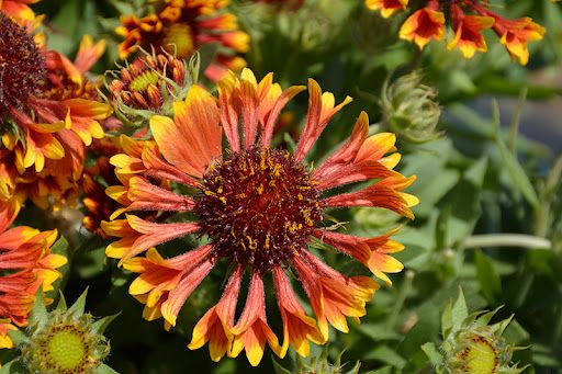 Gaillardia aristata &quot; Copper Sun &quot; vaso 12 quadrato