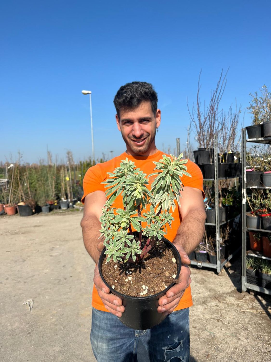 Euphorbia characias &#39; Silver Swan &#39;- Euforbia mediterranea variegata - vaso 18