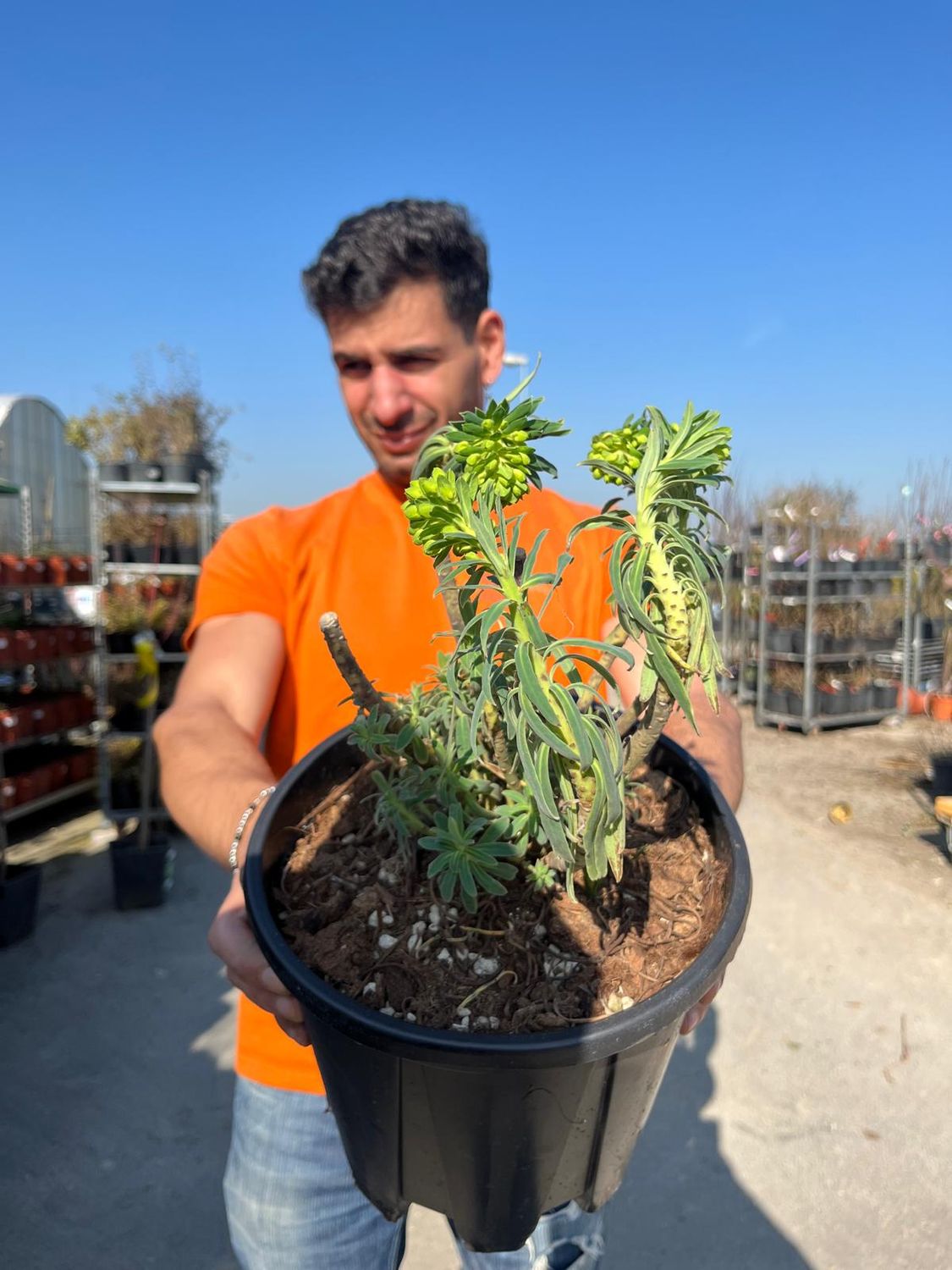 Euphorbia characias wulfenii - Euforbia delle balze - vaso 22