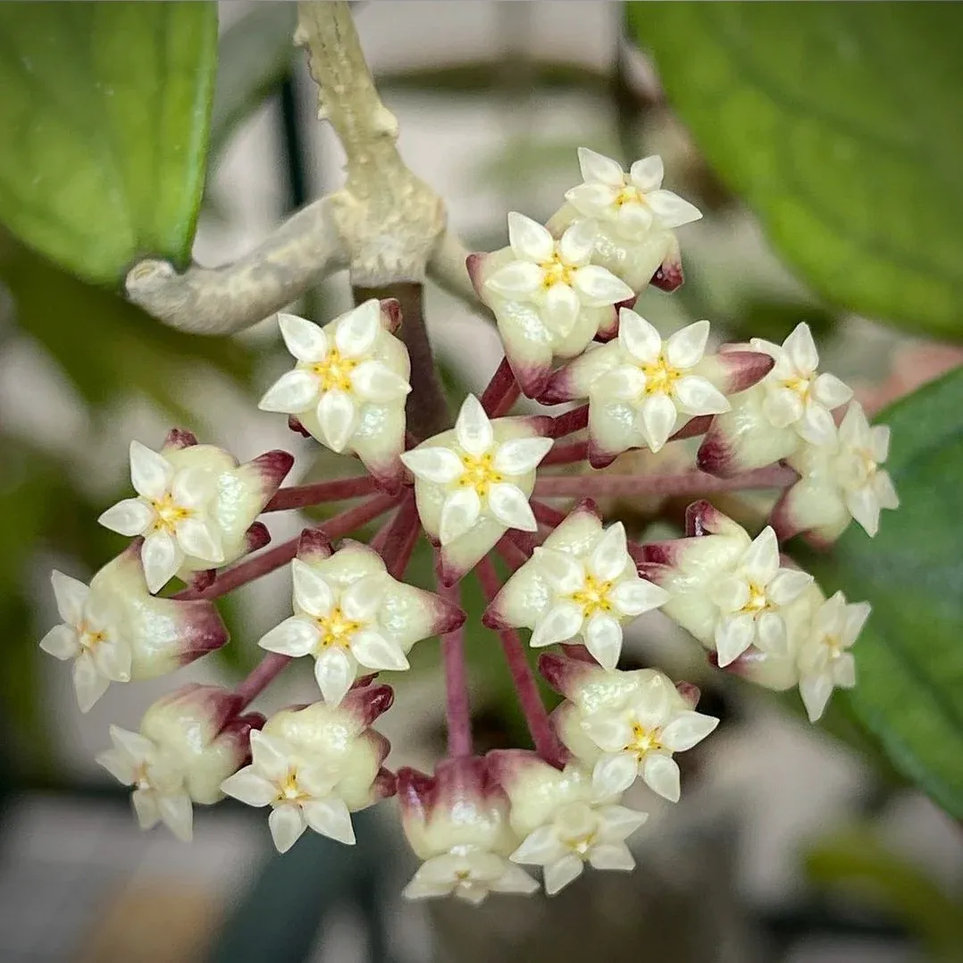 Hoya finlaysonii &#39;Sarawak&#39; - vaso Ø10,5 cm