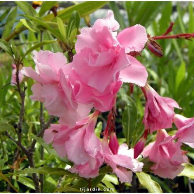 Nerium Oleander Madame Allen, Oleandro (fiore rosa doppio) - vaso Ø24 cm
